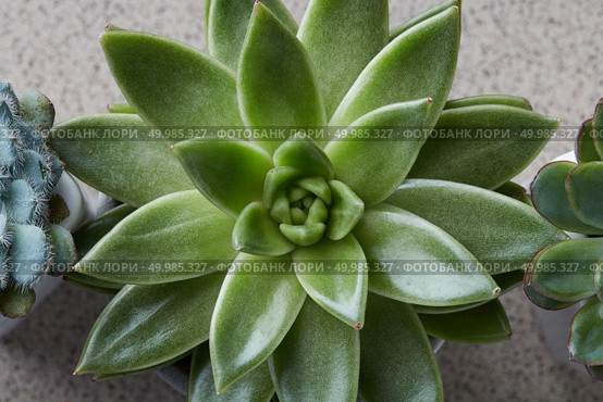 Macro cactus succulent plant isolated on stone. Arrangement with succulent or cactus ladscape design. Close up of small green cactus succulent. Стоковое фото, агентство Ingram Publishing / Фотобанк Лори