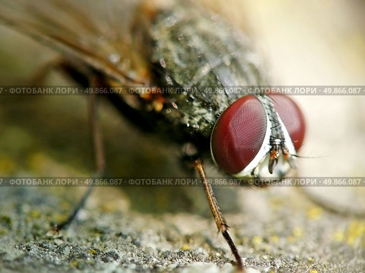 Macro fly. Element of design. Стоковое фото, агентство Ingram Publishing / Фотобанк Лори