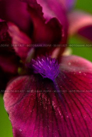 Macro photo of the purple stamens of a burgundy bearded iris. Close-up. Стоковое фото, фотограф Екатерина Топорова / Фотобанк Лори