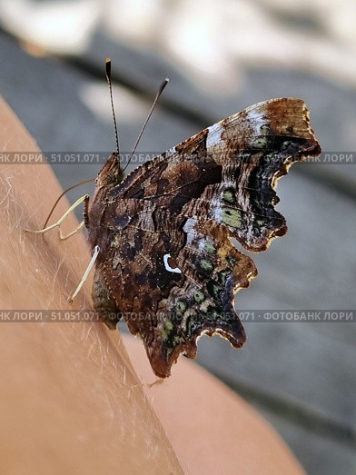 Macro photography of a butterfly sitting on human skin. The butterfly's wings have a complex camouflage pattern in brown, green and black shades with small white and yellow spots. The shape of the wings is uneven, with delicate serrations, which helps it blend into the natural environment. The antennae and legs of the insect are clearly visible in the foreground, and the soft blur of the background emphasizes the main character of the frame. The photo conveys a feeling of closeness to nature and attention to the smallest details of the insect world. Стоковое фото, фотограф Анна Кривицкая / Фотобанк Лори