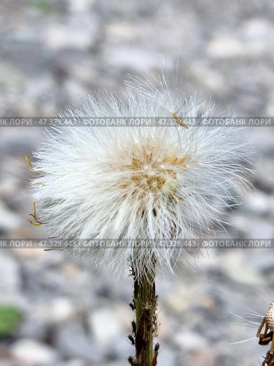 Macro shot of a seed head covered in airy white parachutes. This could be either a dandelion or a similar plant, such as Senecio or another aster. The fluffy structures create the effect of lightness and flight, as if each seed is about to set off on a journey with the wind. The background is blurred, probably pebbles or dry earth, which emphasizes the fragility and weightlessness of the main subject. Стоковое фото, фотограф Анна Кривицкая / Фотобанк Лори