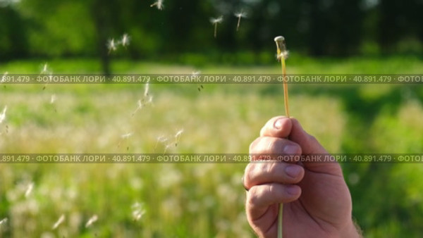 Macro Shot of Dandelion being blown in super slow motion. White dandelion blossom gets blown away by the man. Fluffy white seeds flying into the distance. Flower blossom is swept away. Стоковое видео, видеограф Марина Демидюк / Фотобанк Лори