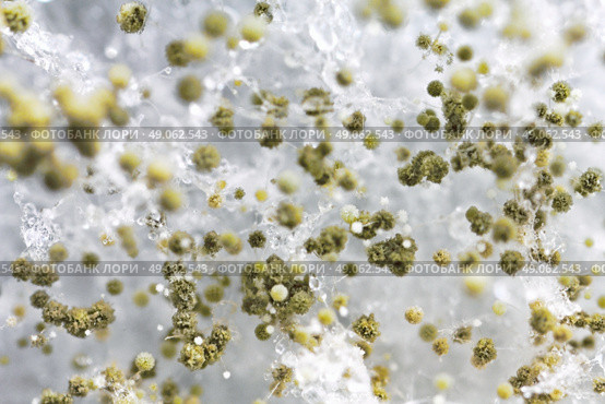 macro shot of fuzzy mold in agar-agar. Стоковое фото, агентство Ingram Publishing / Фотобанк Лори