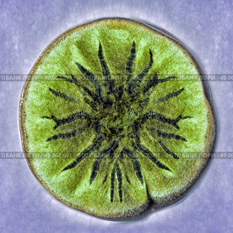macro shot of fuzzy mold in agar-agar. Стоковое фото, агентство Ingram Publishing / Фотобанк Лори