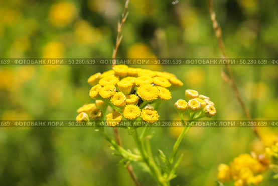 Macro-view of the umbels of yellow Tansy Tanacetum vulgare. Стоковое фото, фотограф Марина Демидюк / Фотобанк Лори