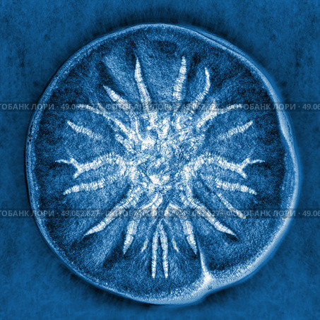 macro X-ray shot of fuzzy mold on white background. Стоковое фото, агентство Ingram Publishing / Фотобанк Лори