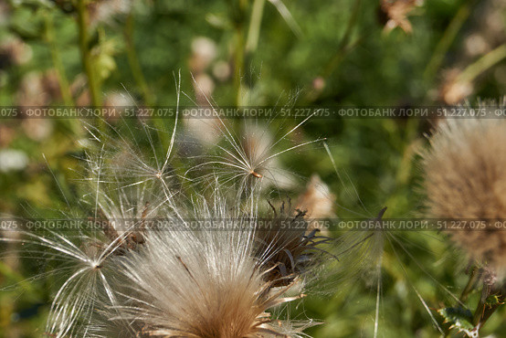 Macrophotography of fluffy creeping thistle seeds on a green background. Creeping thistle (lat. Cirsium arvense) is a species of perennial herbaceous plants of the Asteraceae family. Стоковое фото, фотограф Андрей Жигальцов / Фотобанк Лори