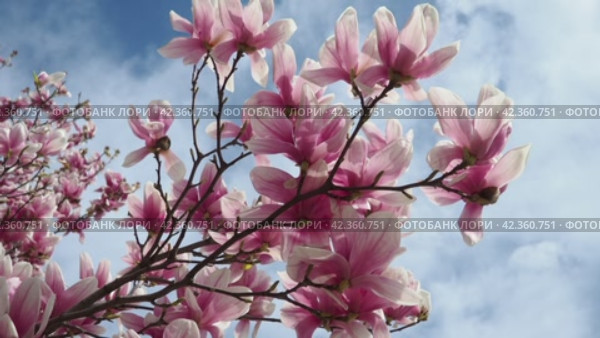 Magnolia is a large genus of flowering plant species in subfamily Magnolioideae of the family Magnoliaceae. Beautiful blooming pink white flowers and buds of magnolia. Magnolia soulangeana in garden. Стоковое видео, видеограф Юлия Петровская / Фотобанк Лори