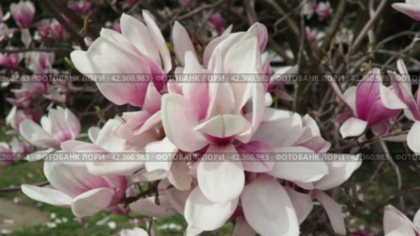Magnolia is a large genus of flowering plant species in subfamily Magnolioideae of the family Magnoliaceae. Beautiful blooming pink white flowers and buds of magnolia. Magnolia soulangeana in garden. Стоковое видео, видеограф Юлия Петровская / Фотобанк Лори