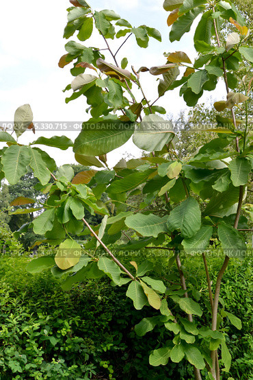 Магнолия обратнояйцевидная (Magnolia obovata Thunb.). Фрагмент кроны молодого растения. Стоковое фото, фотограф Ирина Борсученко / Фотобанк Лори