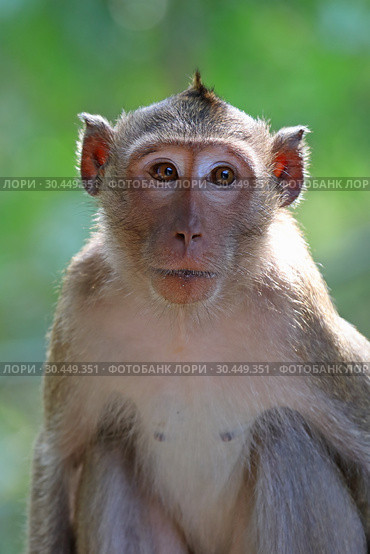 Макак-крабоед (лат. Macaca fascicularis) или яванский макак. Портрет обезьяны в Таиланде (2019 год). Стоковое фото, фотограф Григорий Писоцкий / Фотобанк Лори