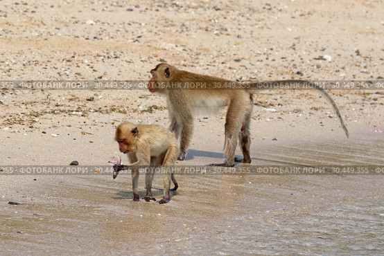 Макак-крабоед (лат. Macaca fascicularis) или яванский макак. Животные на берегу моря в Таиланде (2019 год). Стоковое фото, фотограф Григорий Писоцкий / Фотобанк Лори