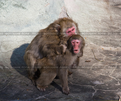Макака японская, снежная, Macaca fuscata, Japanese Macaque. Стоковое фото, фотограф Василий Вишневский / Фотобанк Лори