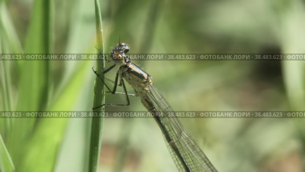Макросъемка стрекозы Стрелка красивая (Coenagrion scitulum), сидящей на травинке, покачивающейся на легком ветру. Стоковое видео, видеограф Mixail59 / Фотобанк Лори