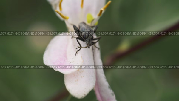 Макросъемка жука Oedemera Virescens, чистящего усики на лепестке цветка жимолости. Стоковое видео, видеограф Mixail59 / Фотобанк Лори