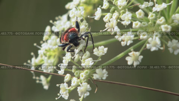 Макросъемка жука Пестряка пчелиного (Trichodes apiarius), поедающего нектар на белых полевых цветах. Стоковое видео, видеограф Mixail59 / Фотобанк Лори