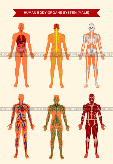 Male body internal organs circulatory nervous and skeletal systems anatomy and physiology flat educative poster vector illustration. Male Body Organ Systems Poster. Стоковая иллюстрация, агентство Ingram Publishing / Фотобанк Лори