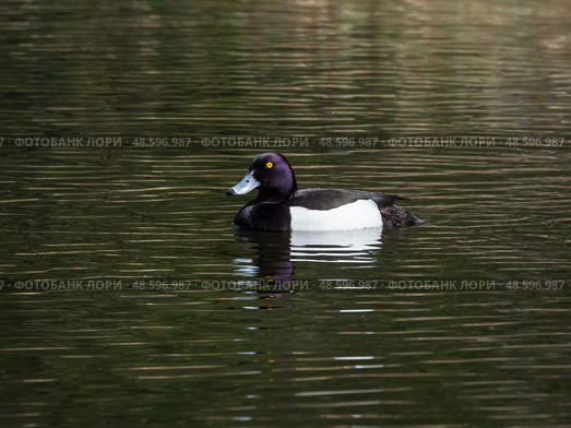 Male tufted duck swims on a pond. Стоковое фото, фотограф Саблин Станислав / Фотобанк Лори
