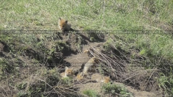 Маленькие лисята ( Vulpes vulpes ) около своей норы. Стоковое видео, видеограф Александр Мамонтов / Фотобанк Лори