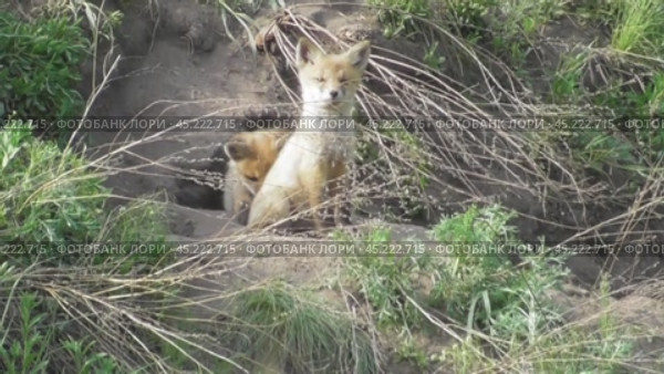 Маленькие лисята ( Vulpes vulpes ) около своей норы. Стоковое видео, видеограф Александр Мамонтов / Фотобанк Лори