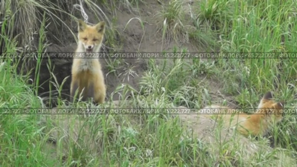 Маленькие лисята ( Vulpes vulpes ) около своей норы. Стоковое видео, видеограф Александр Мамонтов / Фотобанк Лори