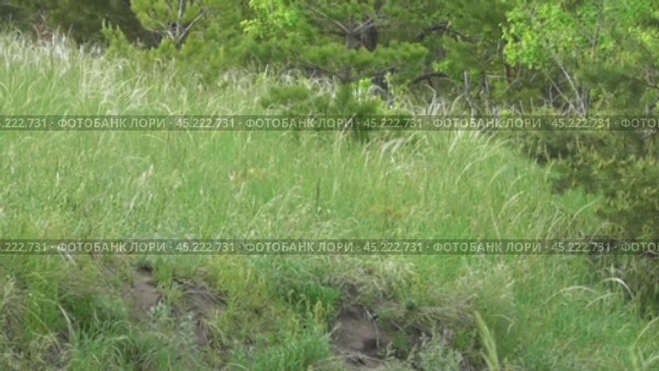 Маленькие лисята ( Vulpes vulpes ) около своей норы. Стоковое видео, видеограф Александр Мамонтов / Фотобанк Лори