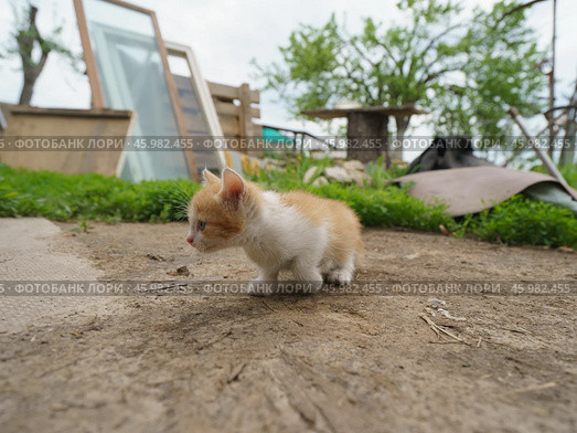 Маленький котенок исследует мир. Стоковое фото, фотограф YuryKara / Фотобанк Лори