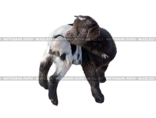 Маленький красивый козленок на белом фоне. Small beautiful goat on a white background. Стоковое фото, фотограф Татьяна Д / Фотобанк Лори