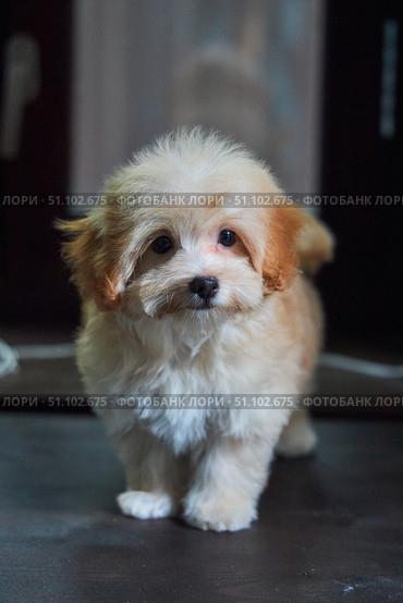 Maltese lapdog and poodle puppy. A new breed of miniature dogs. Dog breeding and cynology. Стоковое фото, фотограф Наталия Кирсанова / Фотобанк Лори