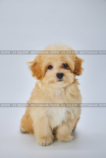 Maltese lapdog and poodle puppy. A new breed of miniature dogs. Dog breeding and cynology. Стоковое фото, фотограф Наталия Кирсанова / Фотобанк Лори