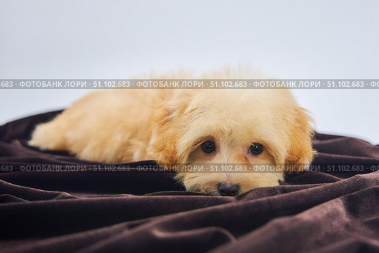 Maltese lapdog and poodle puppy. A new breed of miniature dogs. Dog breeding and cynology. Стоковое фото, фотограф Наталия Кирсанова / Фотобанк Лори