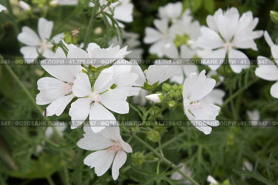 Мальва мускусная -  Malva moschata. Стоковое фото, фотограф Елена Орлова / Фотобанк Лори