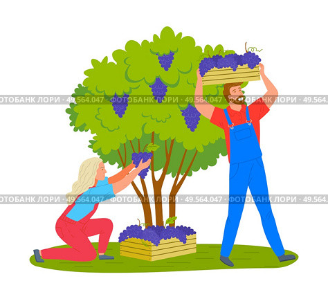 Man and woman gathering grapes on vineyard plantation isolated cartoon people. Vector viticulture and winemaking industry, male and female farmers gather crops. Man and Woman Gathering Grapes Vineyard Plantation. Стоковая иллюстрация, агентство Ingram Publishing / Фотобанк Лори