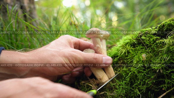 Man collects forest mushrooms, cutting them with a knife. Mushroom of the Armillaria family. Grows in groups on stumps and birches. Стоковое видео, видеограф Дмитрий Кобзев / Фотобанк Лори