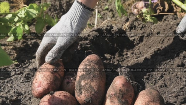 Man digs potatoes out of the ground and picks vegetable tubers with his hands. Autumn gathering.  Slow shooting, two videos. Стоковое видео, видеограф Дмитрий Кобзев / Фотобанк Лори