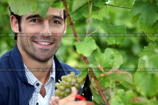 Man picking grapes. Стоковое фото, агентство Ingram Publishing / Фотобанк Лори