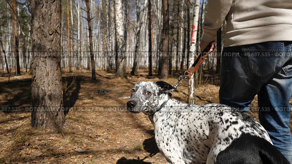 Man walking with a Dalmatian dog, view from the back. Стоковое фото, фотограф David Kashakhi / Фотобанк Лори
