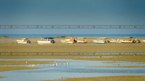 Manama, Bahrain - Jan 15 2024, Panoramic view of shoal with lots of seagulls and seabirds, in the background there are boats stranded, next to fortress of Qalat Al Bahrain, at daytime, Manama, Bahrain. Стоковое фото, фотограф Сергей Богомяко / Фотобанк Лори