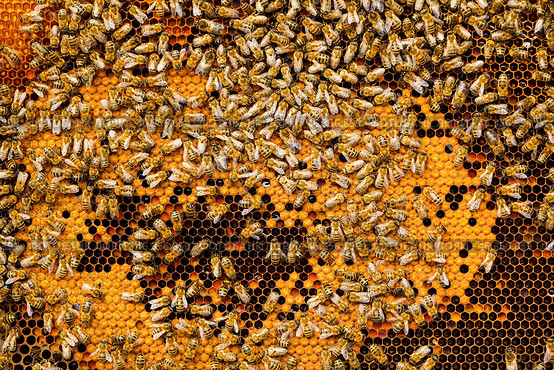 Many bees on honey combs. Стоковое фото, фотограф Pixel_shot / Фотобанк Лори
