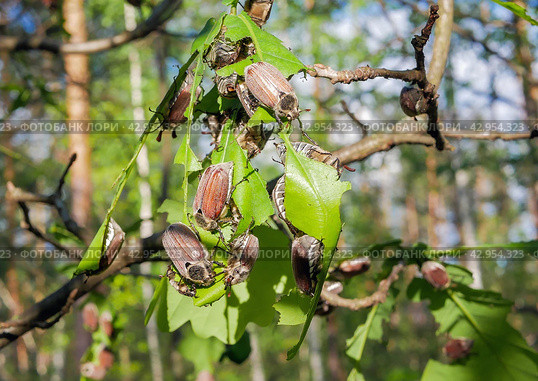 Many chafer beetle eat leaves of young trees in the forest. Стоковое фото, фотограф Александр Довянский / Фотобанк Лори