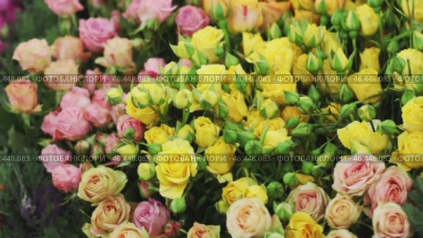 many exotic flowers arranged in a single line. Стоковое видео, видеограф Кутина Татьяна / Фотобанк Лори