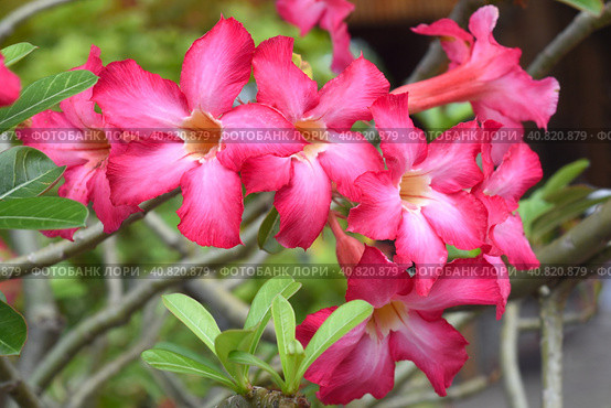 Many flowers of Adenium obesum close up. Стоковое фото, фотограф Татьяна Терехина / Фотобанк Лори