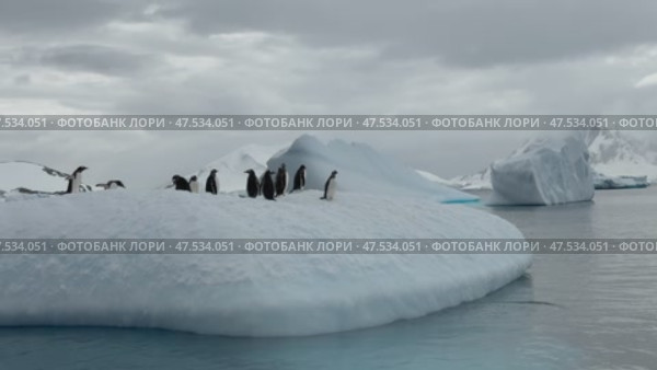 Many Gentoo penguins stand on the ice and jump into the water, with splash. Antarctic ice, protection of the environment. Стоковое видео, видеограф Vladimir / Фотобанк Лори