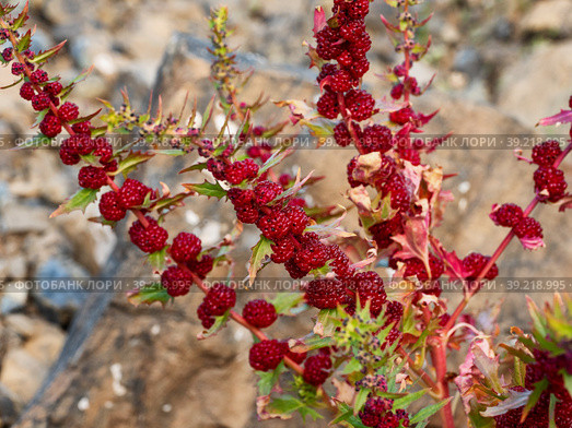 Марь многолистная (Blitum virgatum) со спелыми ягодами среди камней. Leafy goosefoot (Blitum virgatum) with ripe berries among the stones. Стоковое фото, фотограф Евгений Романов / Фотобанк Лори