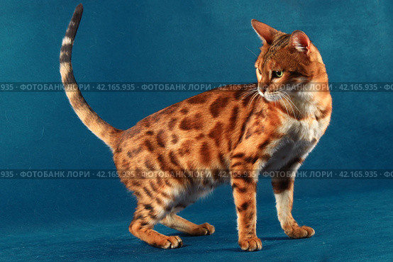 Marbled bengal cat stands on a blue background and turns back. Стоковое фото, фотограф Елена Кутепова / Фотобанк Лори