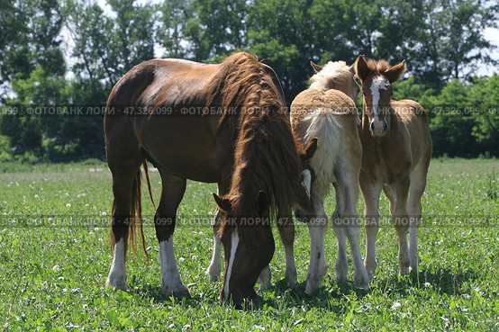 Mare with two foals walks on a summer green field. Кобыла и два жеребенка пасутся на зеленой лужайке летом. Стоковое фото, фотограф Михаил Кондрашов / Фотобанк Лори
