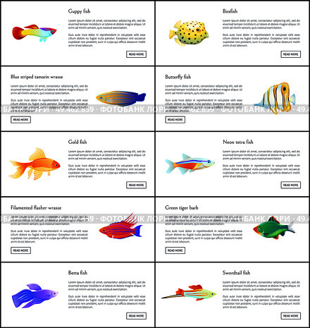 Marine fishes collection color vector illustration of boxfish guppy golden and neon tetra with colorful wrasses, isolated on white aquatic citizen set. Marine Fishes Collection Color Vector Illustration. Стоковая иллюстрация, агентство Ingram Publishing / Фотобанк Лори