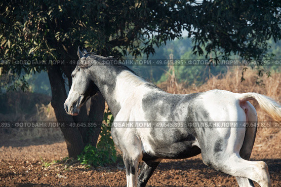 marwari grey piebald colt  running at freedom at morning.  India. Стоковое фото, агентство Ingram Publishing / Фотобанк Лори