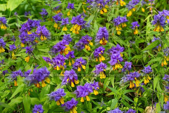 Марьянник дубравный или Иван-да-марья (Melampyrum nemorosum) Стоковое фото, фотограф Ирина Яровая / Фотобанк Лори