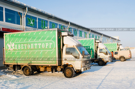 Машины "Цветопторга" под загрузкой (2011 год). Редакционное фото, фотограф Александр Щепин / Фотобанк Лори